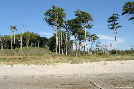 2008-07-05_Strand_Rosenort _09a 2008-07-05_Strand_Rosenort _09a
